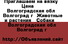 Приглашаем на вязку › Цена ­ 1 - Волгоградская обл., Волгоград г. Животные и растения » Собаки   . Волгоградская обл.,Волгоград г.